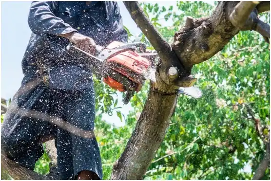 tree services Lobelville